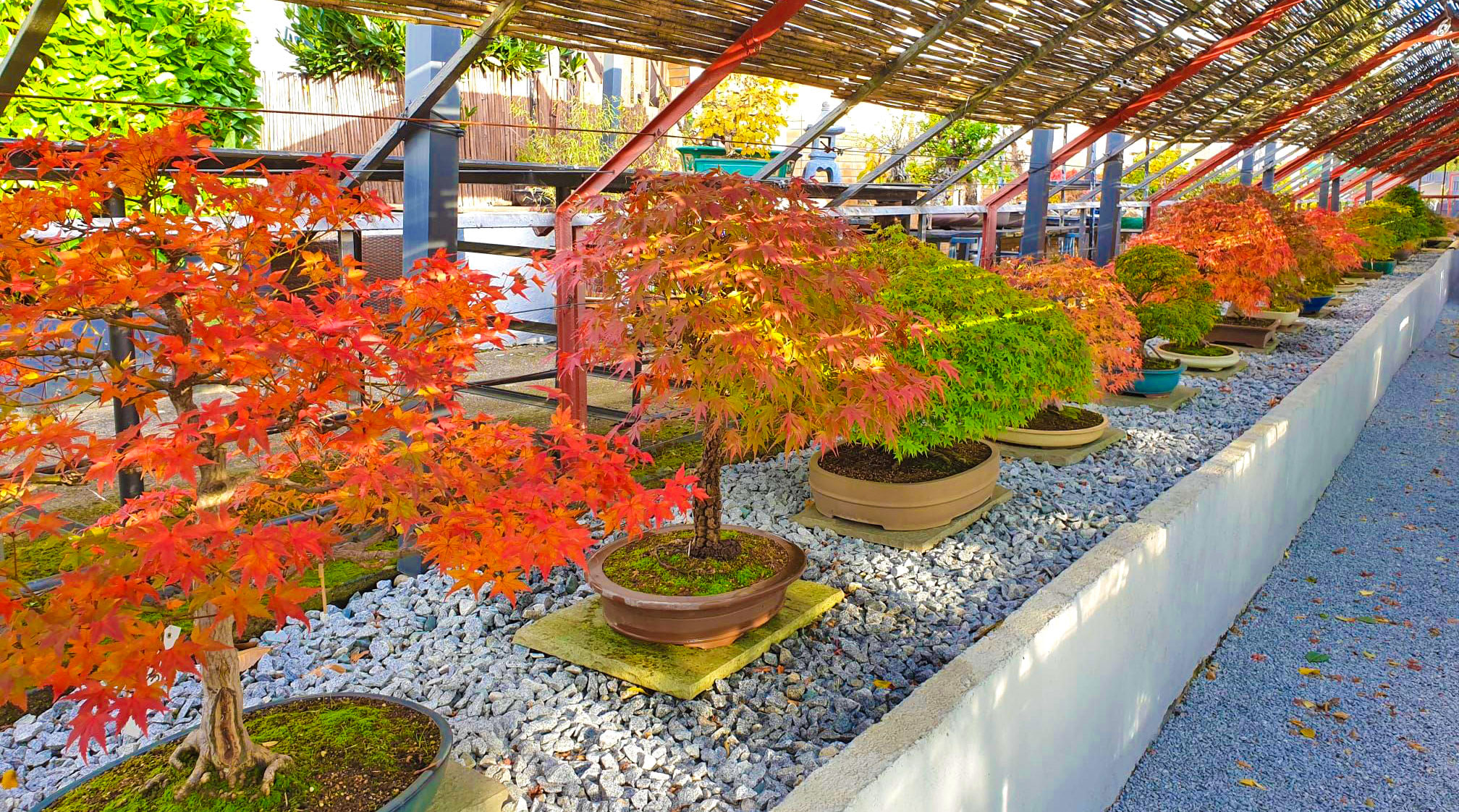 Bonsai-Zentrum Wiesbaden