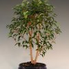 Ficus Natascha