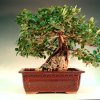 Ficus panda über Felsen, Höhe 50cm