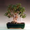 Ficus retusa, Höhe 60cm