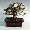 Nr.12  Azalee KOH-ZAN, Höhe 35cm