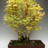 Ginkgo (Floßform),  Höhe 70cm