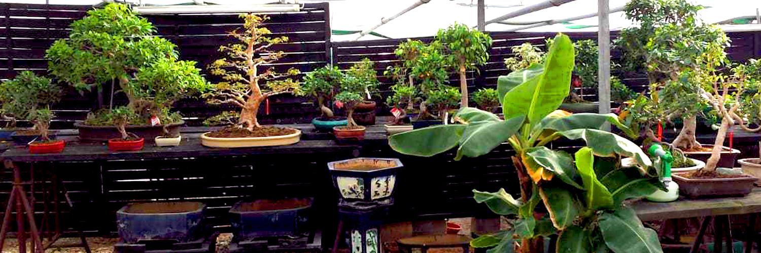 Home Bonsaizentrum Wiesbaden